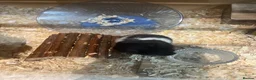 Hamster rodents for sale: 2 Syrian hamsters  - Advert 2