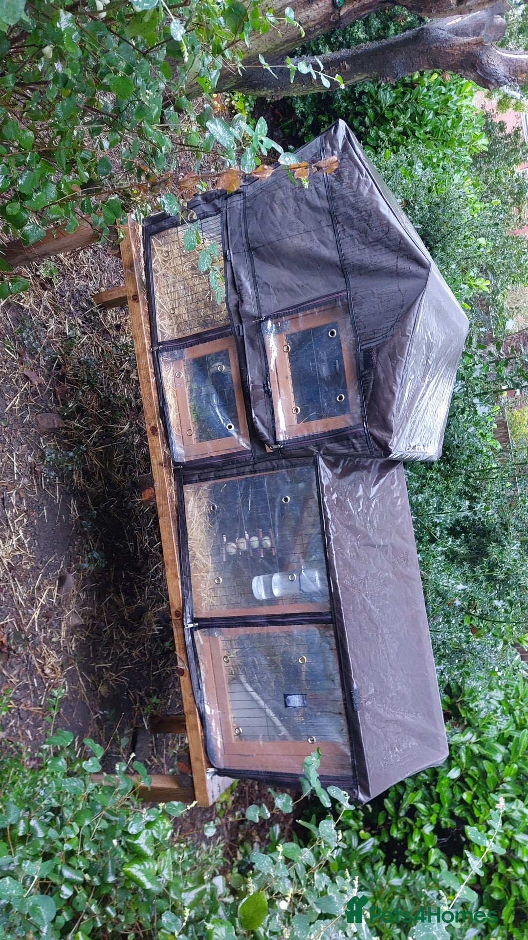 English rabbits for sale: Female and Male 4 Year Old Rabbits With Full Setup - Image 7