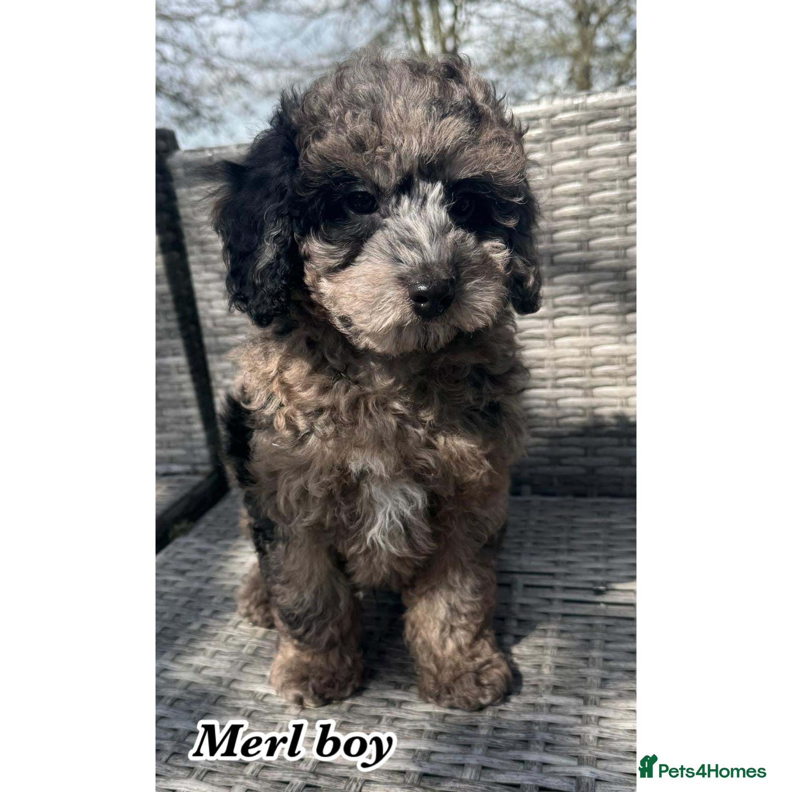 Cavapoo dogs F1b cavapoos - Advert 18