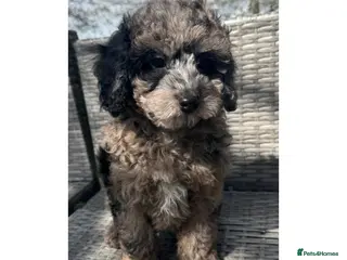 Cavapoo dogs F1b cavapoos - Advert 18