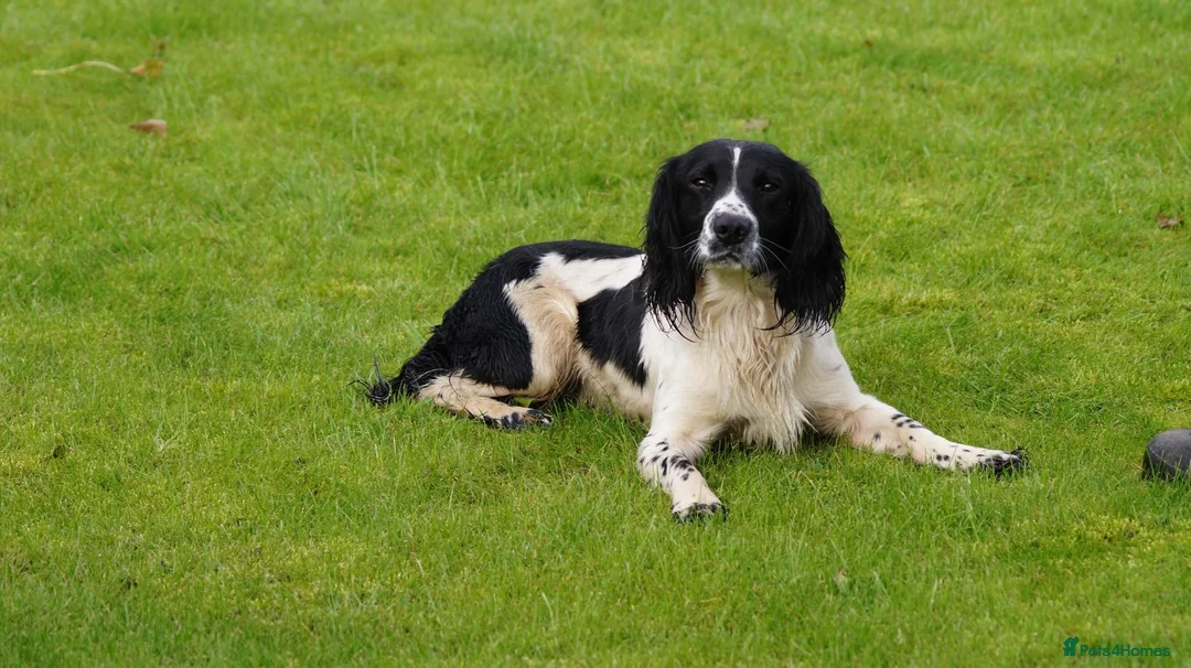 English Springer Spaniel dogs for stud: Beautiful KC black & white ESS stud  in Chesterfield - Advert 3