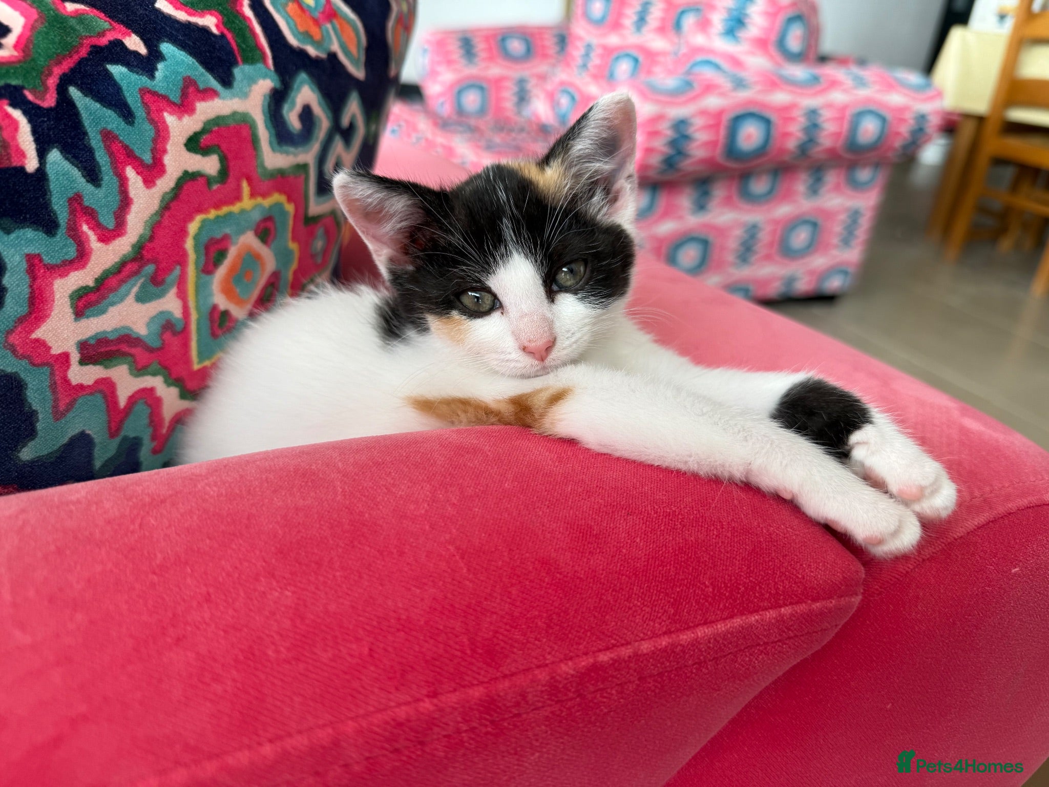 Mixed Breed cats Gorgeous playful female kitten tricolour/calico - Advert 1