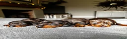 Miniature Dachshund dogs for sale: Wonderful litter of miniature dachshunds  - Advert 13