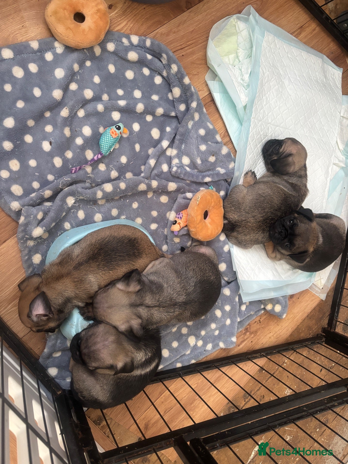 Pug dogs Fawn pug puppies Ready for new homes in 2 weeks  - Advert 4