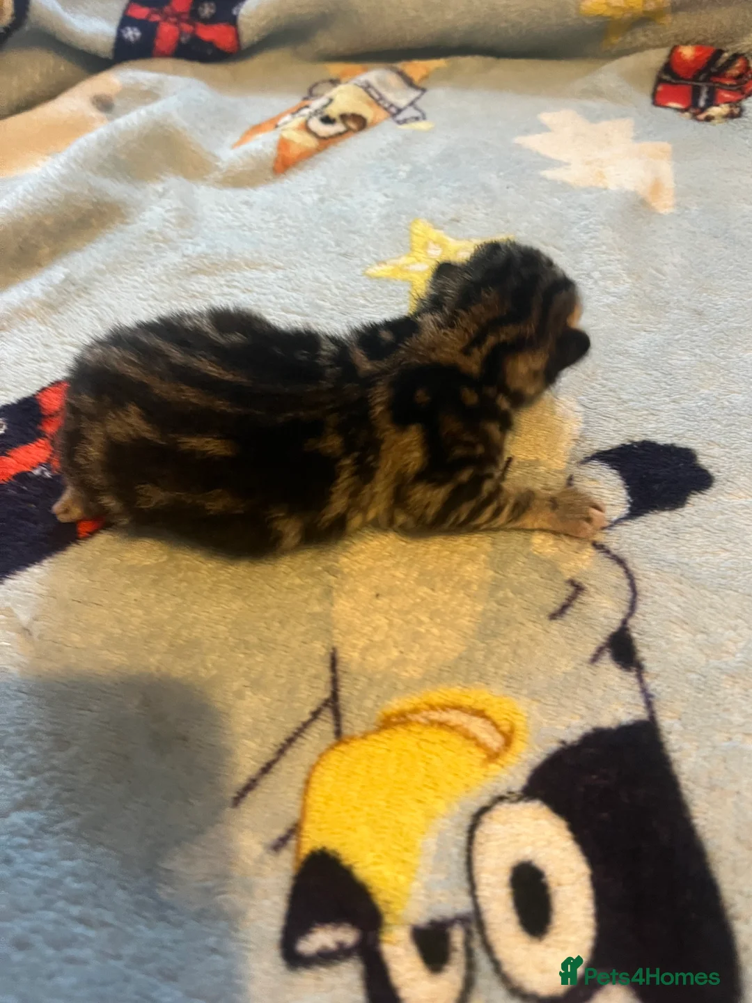 Mixed Breed cats for sale: Amber Bengal X shorthaired Black kittens in Cambridge - Advert 6