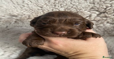 Sprocker dogs Sprocker puppies  - Advert 12