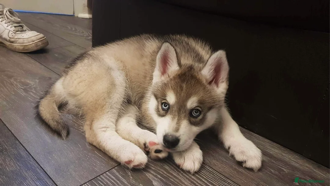 Siberian Husky dogs for stud:  Loki in Heywood - Advert 13