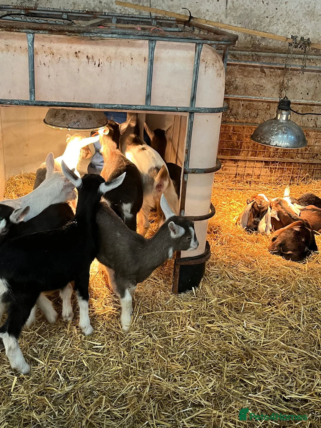 Goats livestock for sale: Bottle fed goat kids  - Advert 2