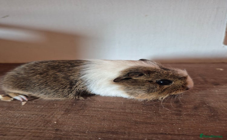 Guinea Pig rodents in March - Advert 4