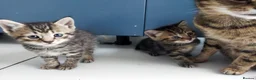 Mixed Breed cats for sale: Lovely kitten ready  for new home  - Advert 5