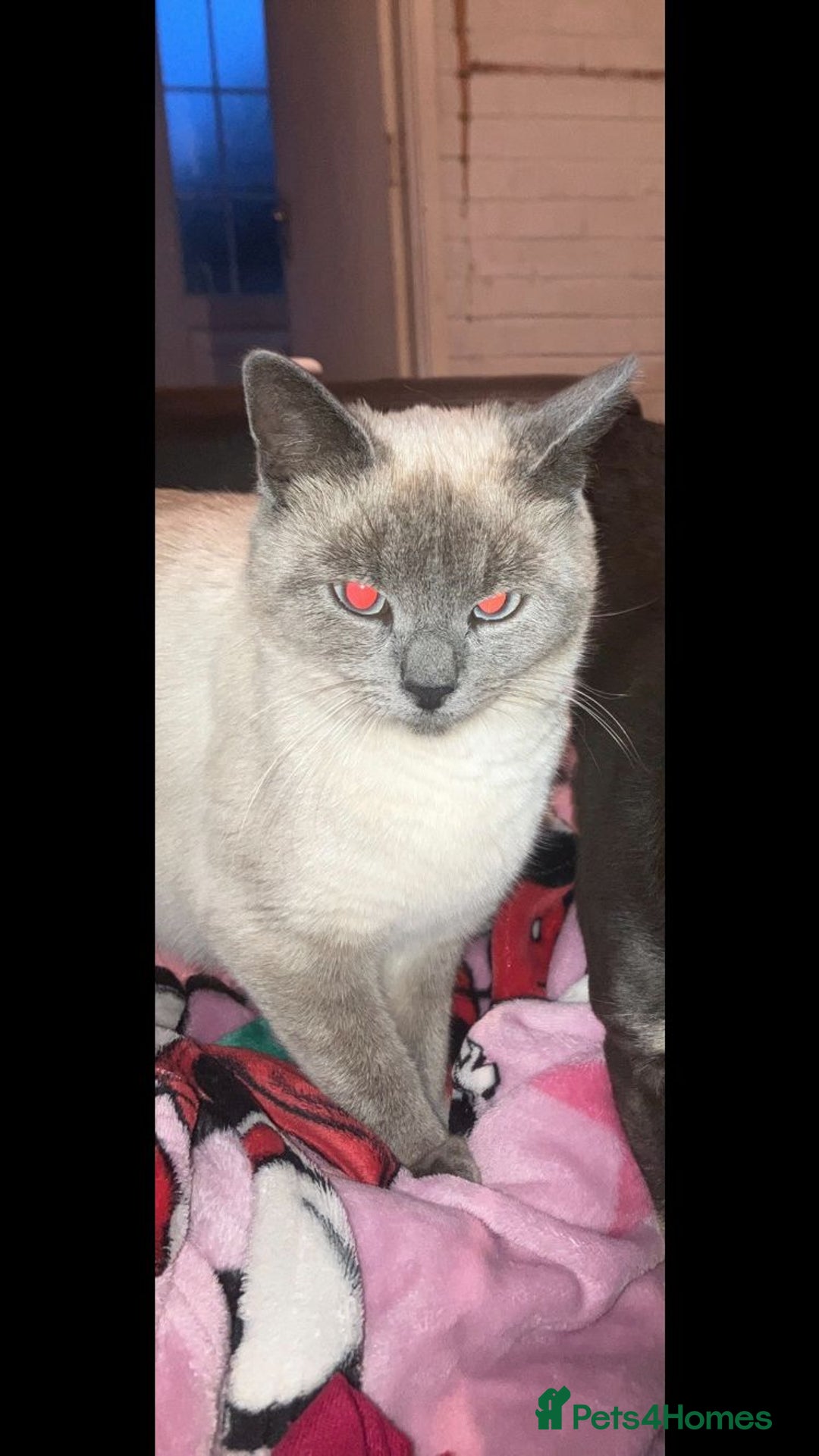 Mixed Breed cats for sale: 3 grey beautiful kittens  - Image 7
