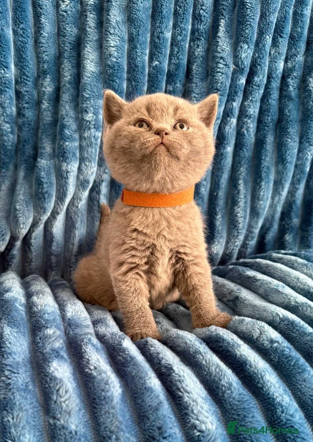 British Shorthair cats for sale: british shorthair kittens  - Advert 20