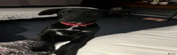 Borador dogs for sale: NESSA in Minehead - Advert 4