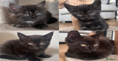 Maine Coon cats - Advert 12