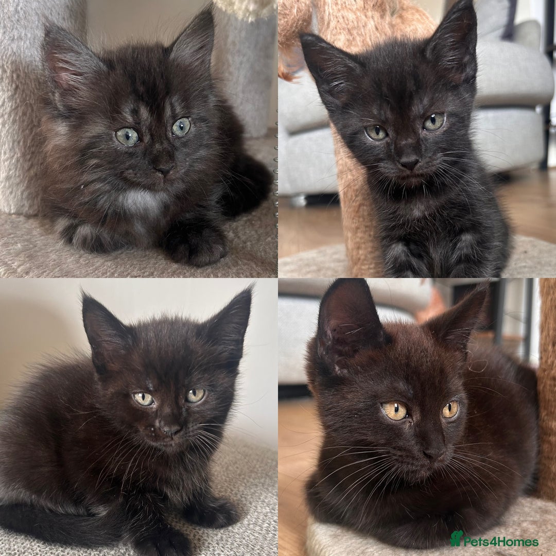 Maine Coon cats for sale:  Maine coon x BSH stunning kittens 😻 - Image 2