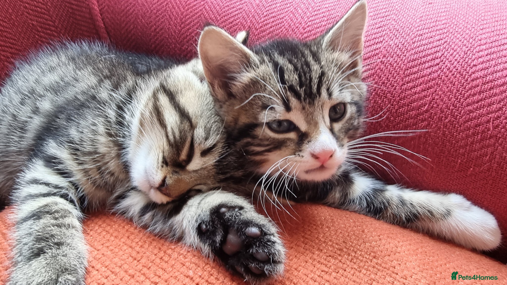 Mixed Breed cats for sale: BONDED PAIR bro/sis kittens - Advert 1