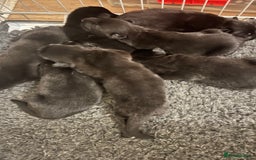 German Shepherd dogs for sale: German Shepherds by Shawhhead Shepherds  - Image 8
