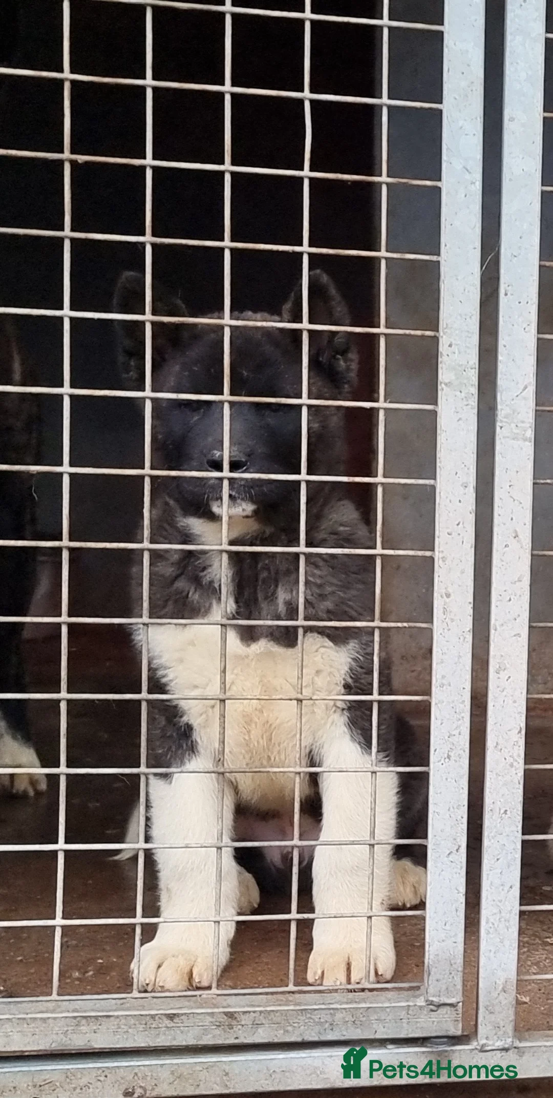 Akita dogs for sale: Kc Registered American Akita Puppies Ready - Advert 13