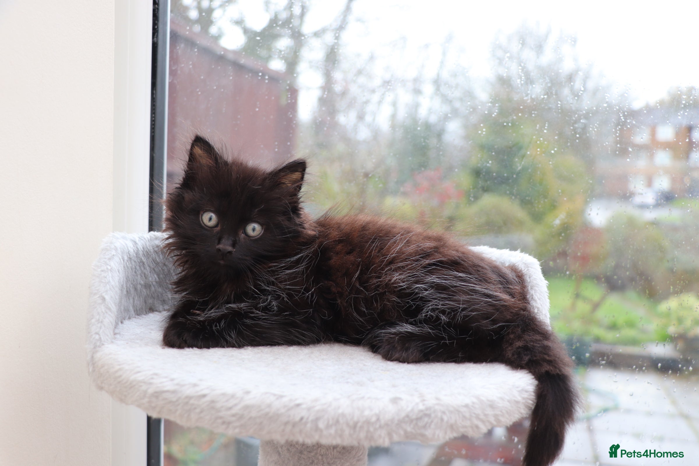 Mixed Breed cats Black Girl  - Advert 5