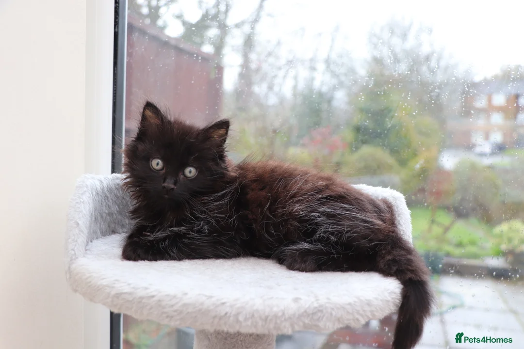 Mixed Breed cats for sale: Black Girl  - Advert 1