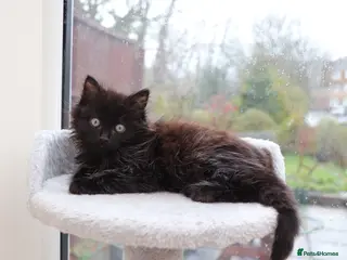 Mixed Breed cats Black Girl - Advert 5