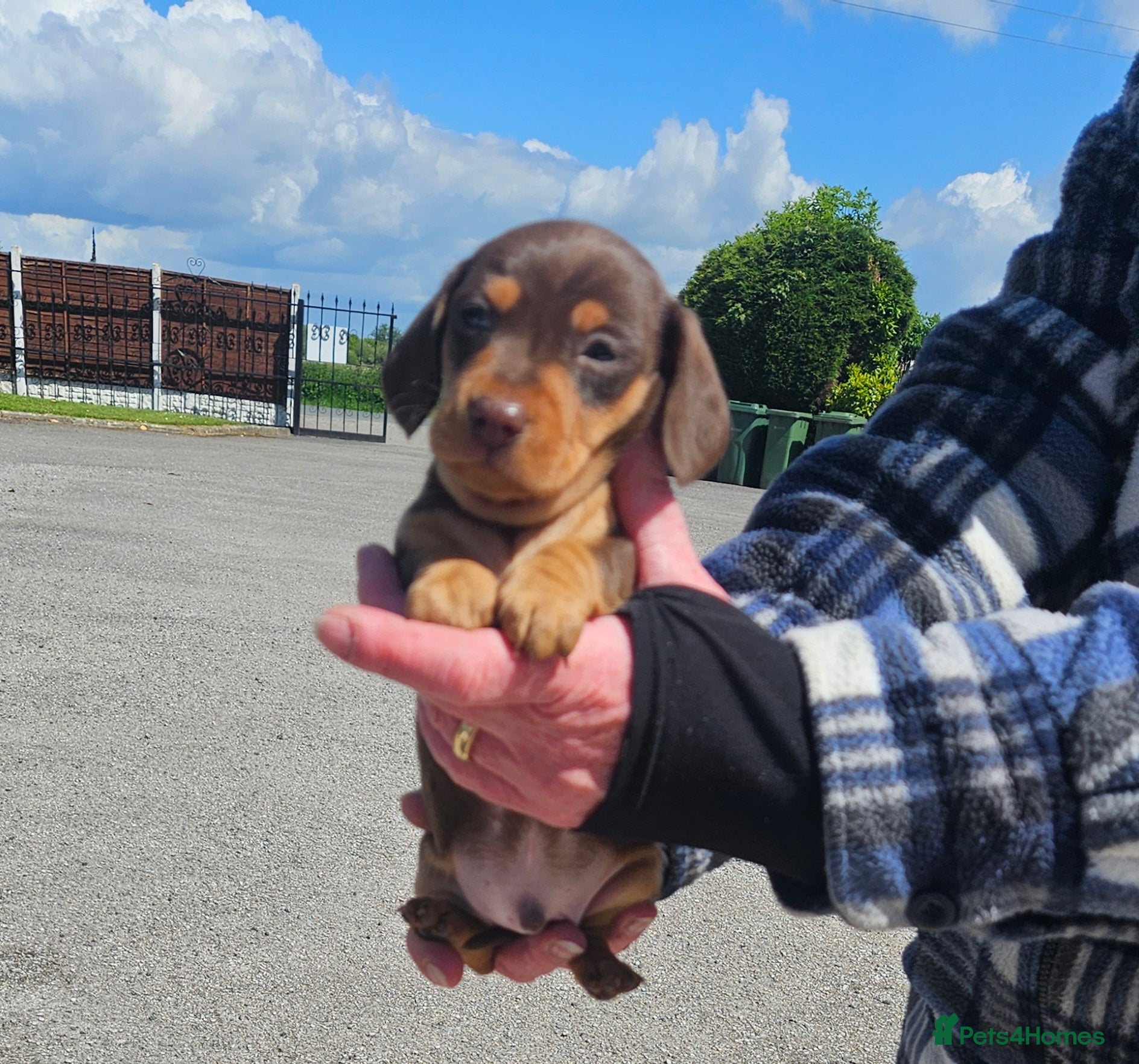 Miniature Dachshund dogs Miniature dachshund puppies  - Advert 15