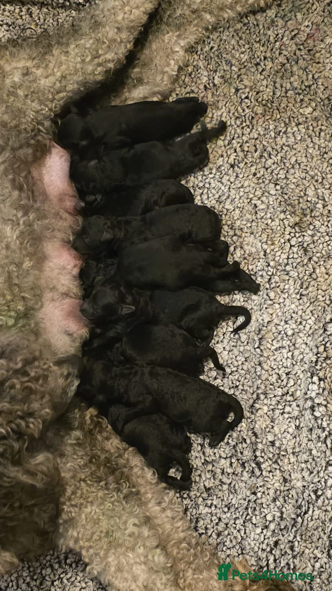 Standard Poodle dogs for stud: Brown & white parti standard poodle  - Advert 12