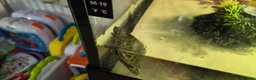 Turtle reptiles for sale: Painted turtles for sale - Advert 13