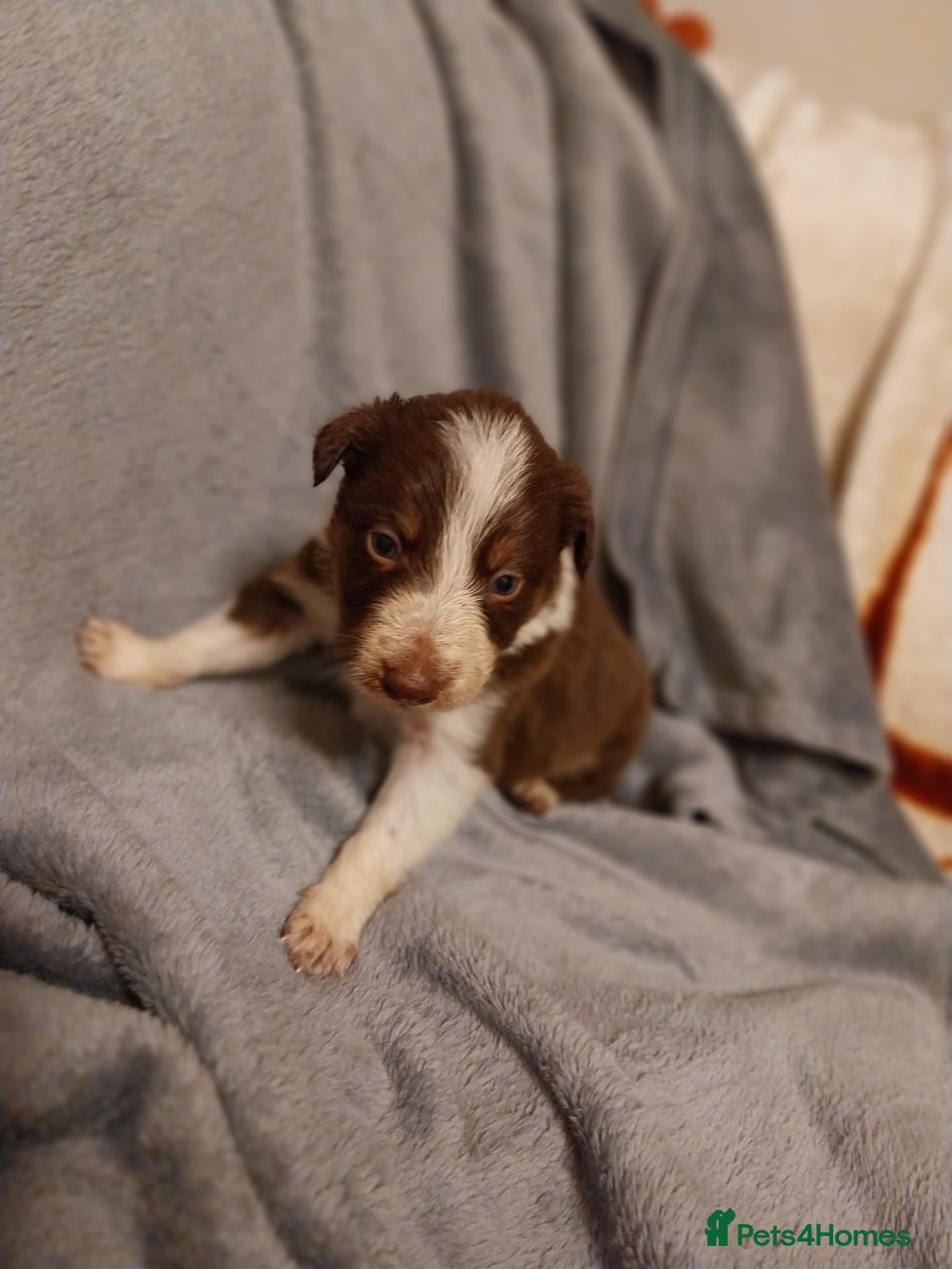 Border Collie dogs Beautiful border collie puppies - Advert 2