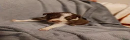 Border Collie dogs for sale: Beautiful border collie puppies - Advert 2