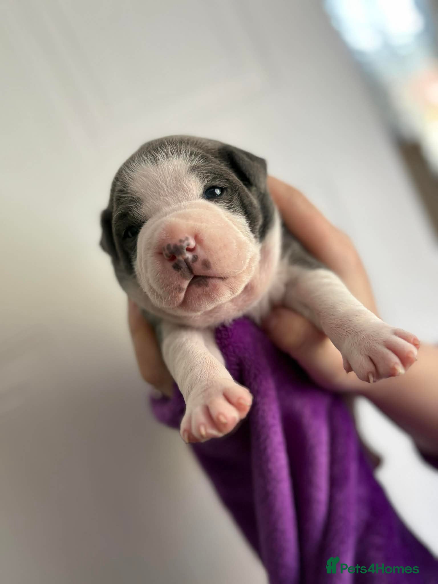 Staffordshire Bull Terrier dogs Staffy pupies reserve now! - Advert 16