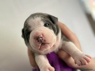 Staffordshire Bull Terrier dogs Staffy pupies reserve now! - Advert 16