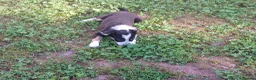 Border Collie dogs for sale: Adorable female sheepdog pups for sale  in Brecon - Advert 7