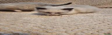 Ragdoll 4