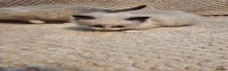 Ragdoll cats for sale: Blue point ragdoll kittens  in Houghton le Spring - Advert 8