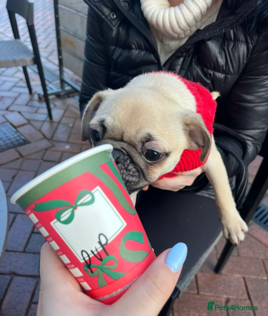 Pug dogs for sale: 5 month old pug boy looking for forever home - Advert 2