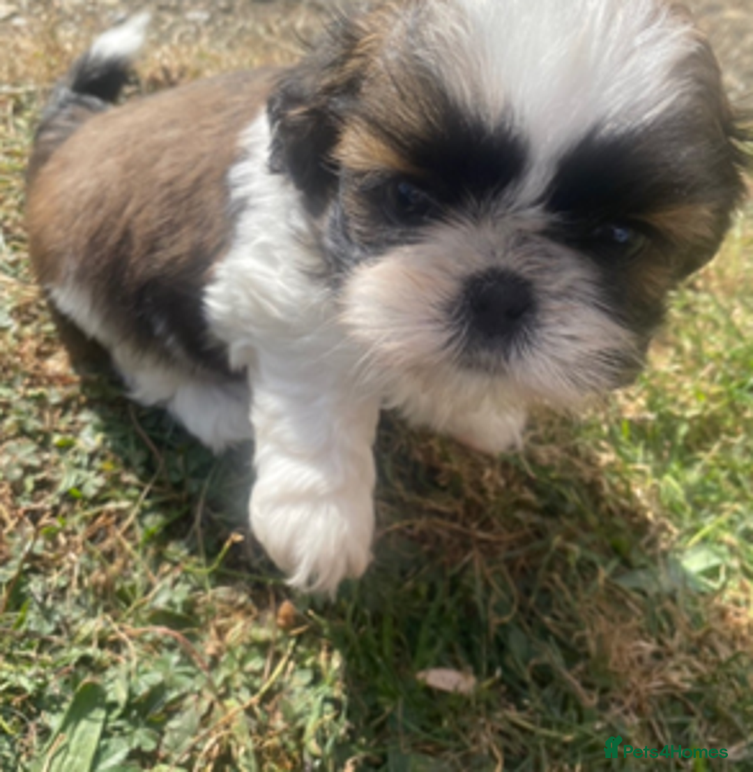 Sale Near Kc Registered Shih Tzu Puppies For Sale Boy Girl KC