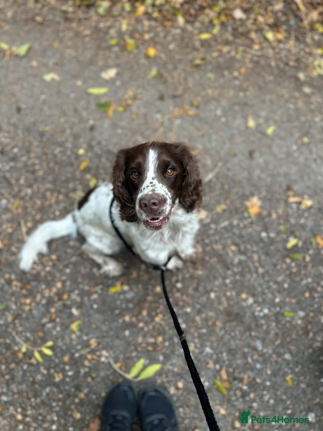 Sprocker dogs for sale: 4 year old sprocker  - Advert 2
