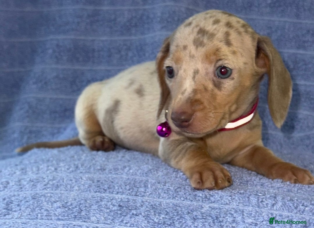 Miniature Dachshund dogs for sale: KC Reg Miniature Dachshund Puppies  - Advert 24