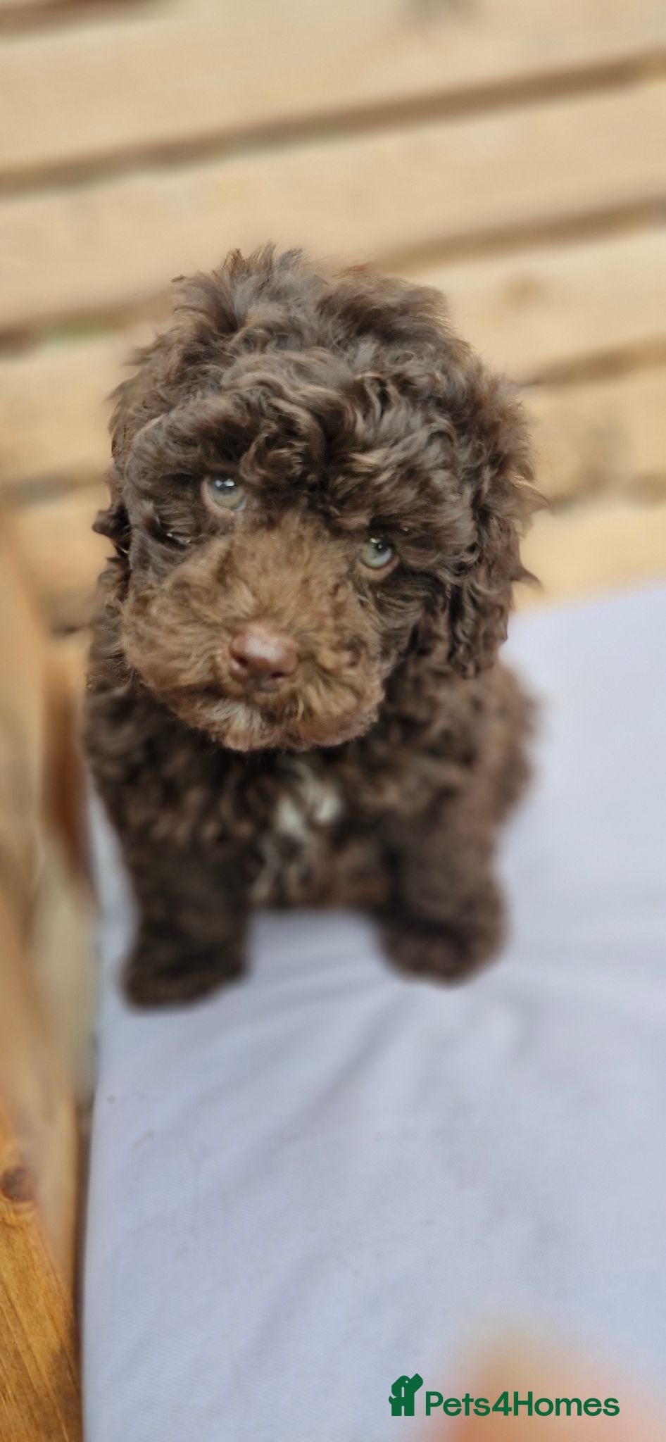 Toy Poodle dogs Chocolate poodle pupps.health tested parents  - Advert 2