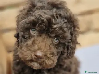 Toy Poodle dogs Chocolate poodle pupps.health tested parents - Advert 2