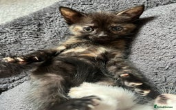 Mixed Breed cats for sale: 1 male 1 female kittens - Image 3