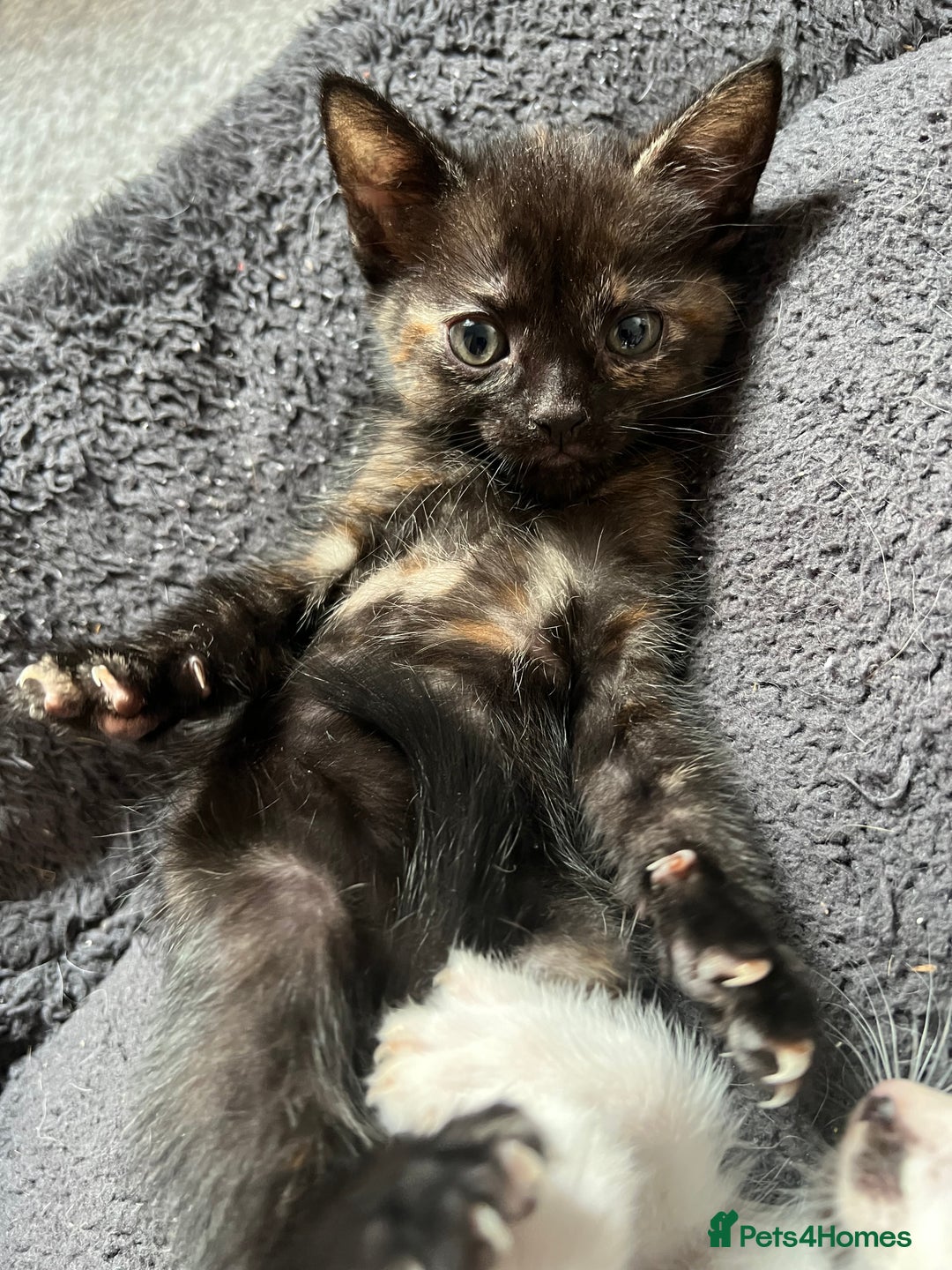Mixed Breed cats for sale: 1 male 1 female kittens - Image 3