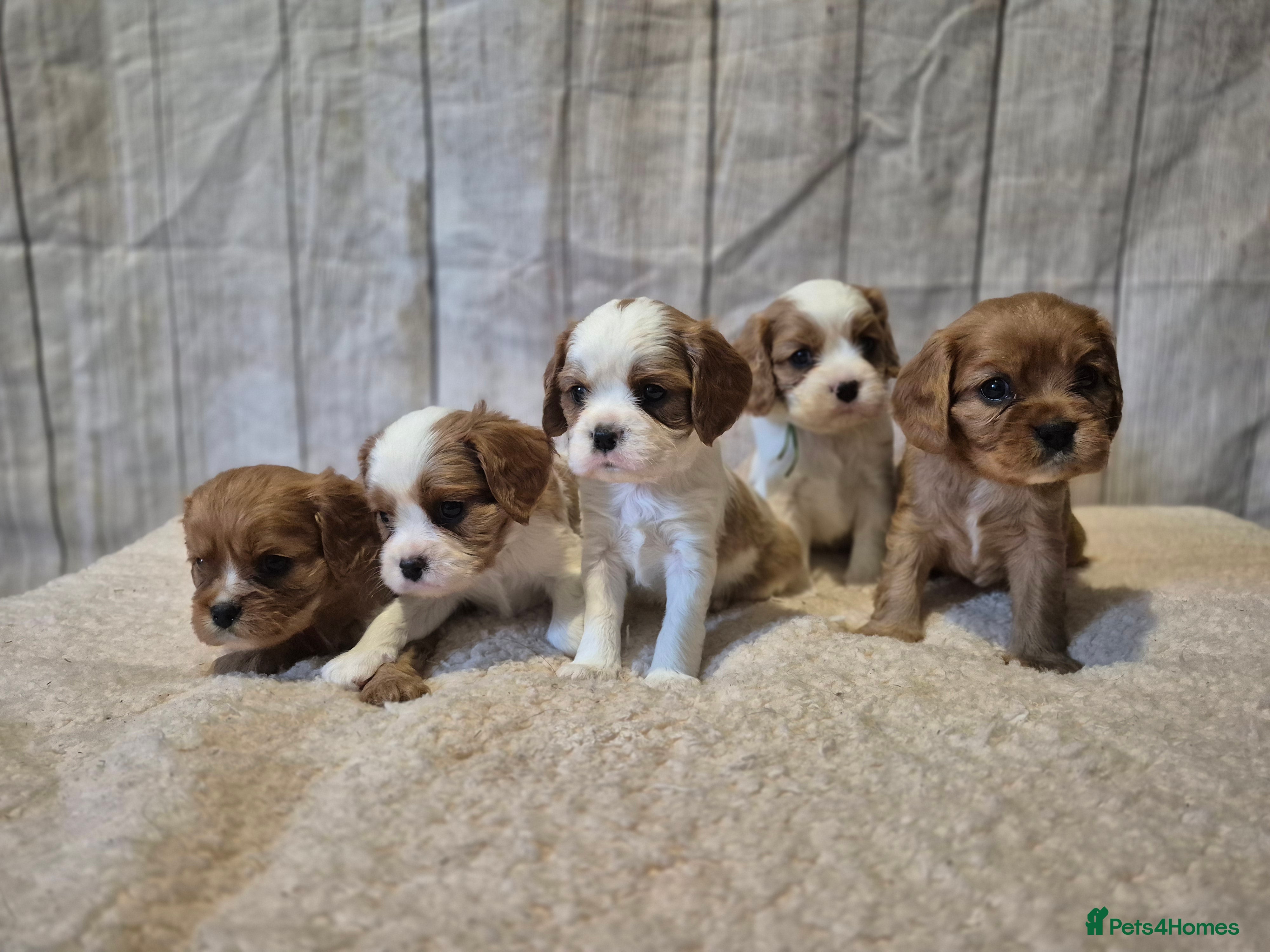 Cavalier King Charles Spaniel dogs 5 beautiful CKCS ❤️ - Advert 16