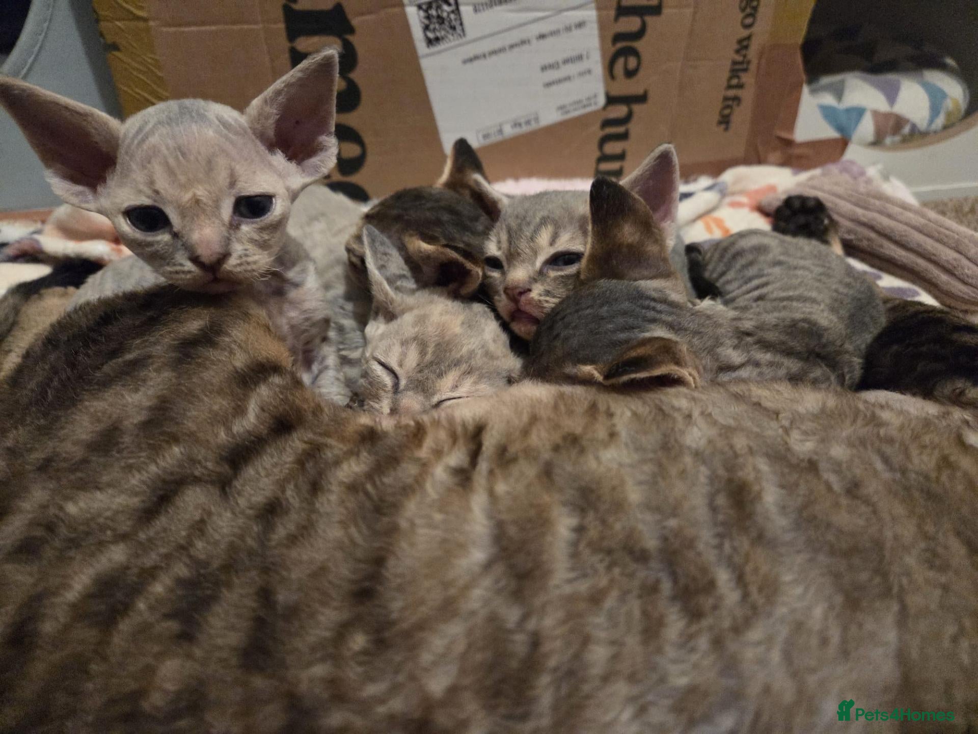 Devon Rex cats 💛 Devon Rex Kittens–2027 Litter Reservations 💛 - Advert 15