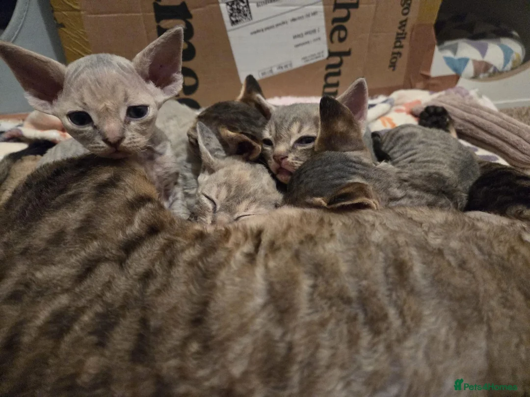 Devon Rex cats for sale: 💛 Devon Rex Kittens–2027 Litter Reservations 💛 - Advert 1