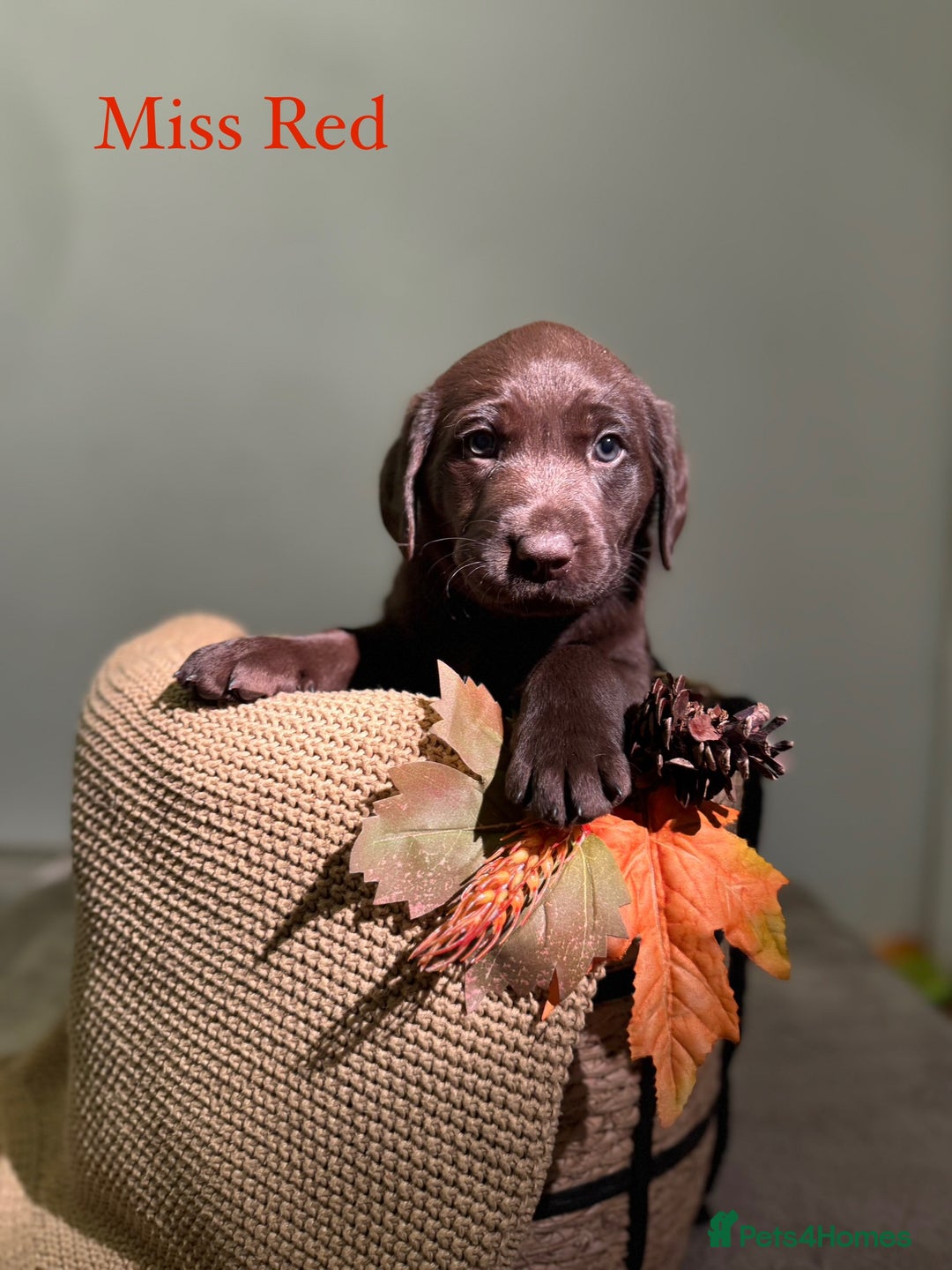 Labrador Retriever dogs for sale: 🐾 Beaytiful KC Labrador puppies!🐾 - Advert 6
