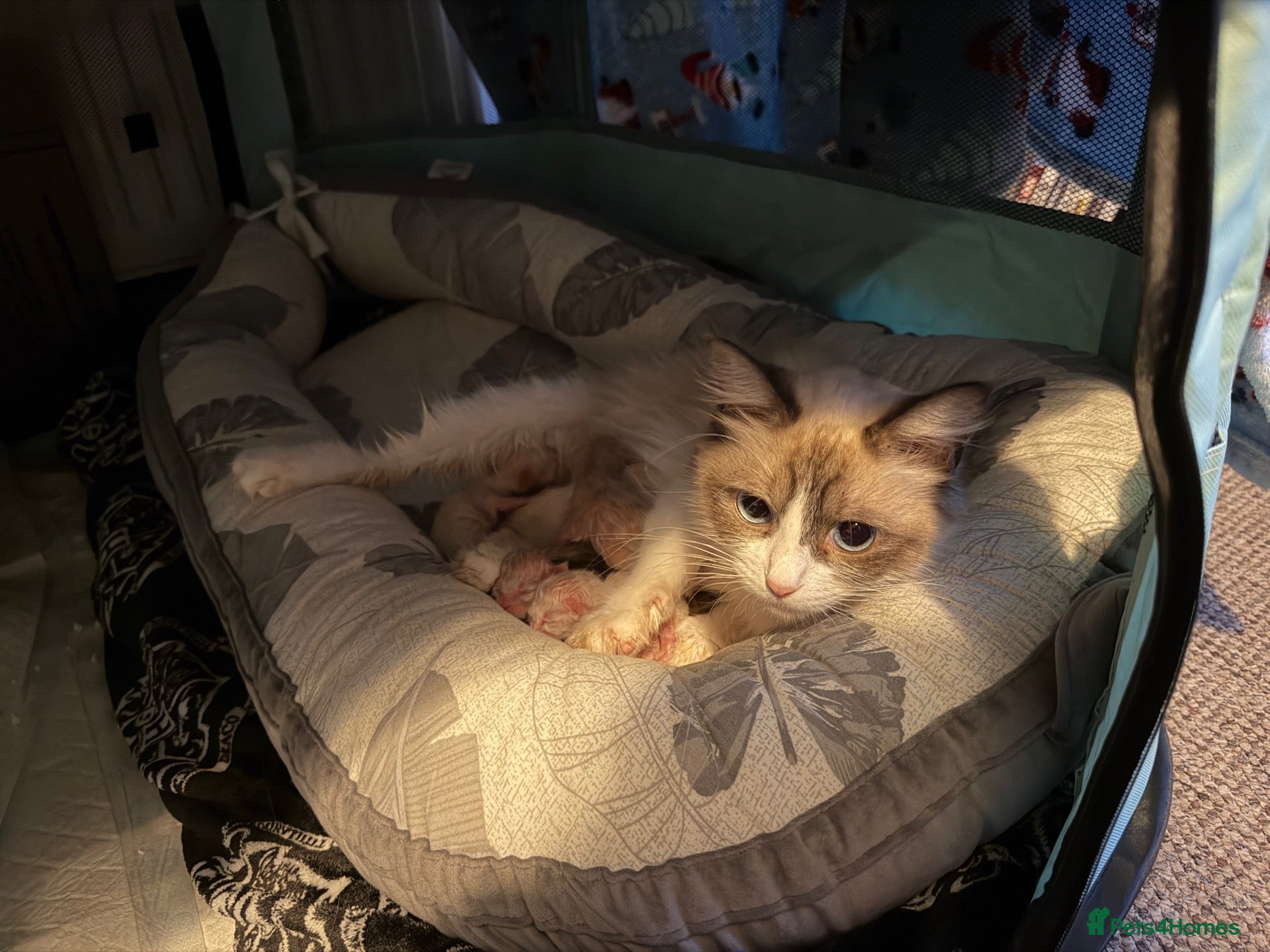 Ragdoll cats 5 beautiful ragdoll babies  - Advert 1