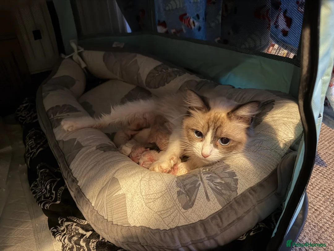 Ragdoll cats for sale: 5 beautiful ragdoll babies  - Advert 1
