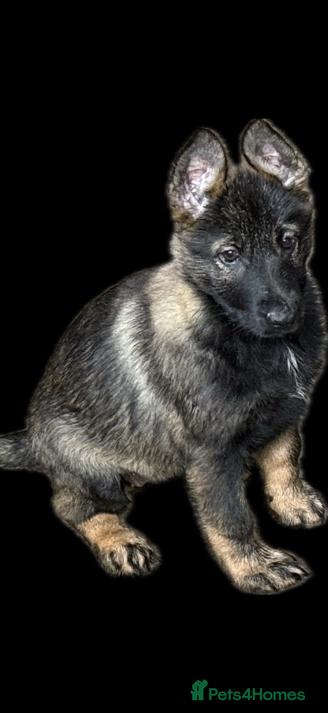 German Shepherd dogs for sale: German Shepherd Puppies - exceptional bloodline  - Image 17